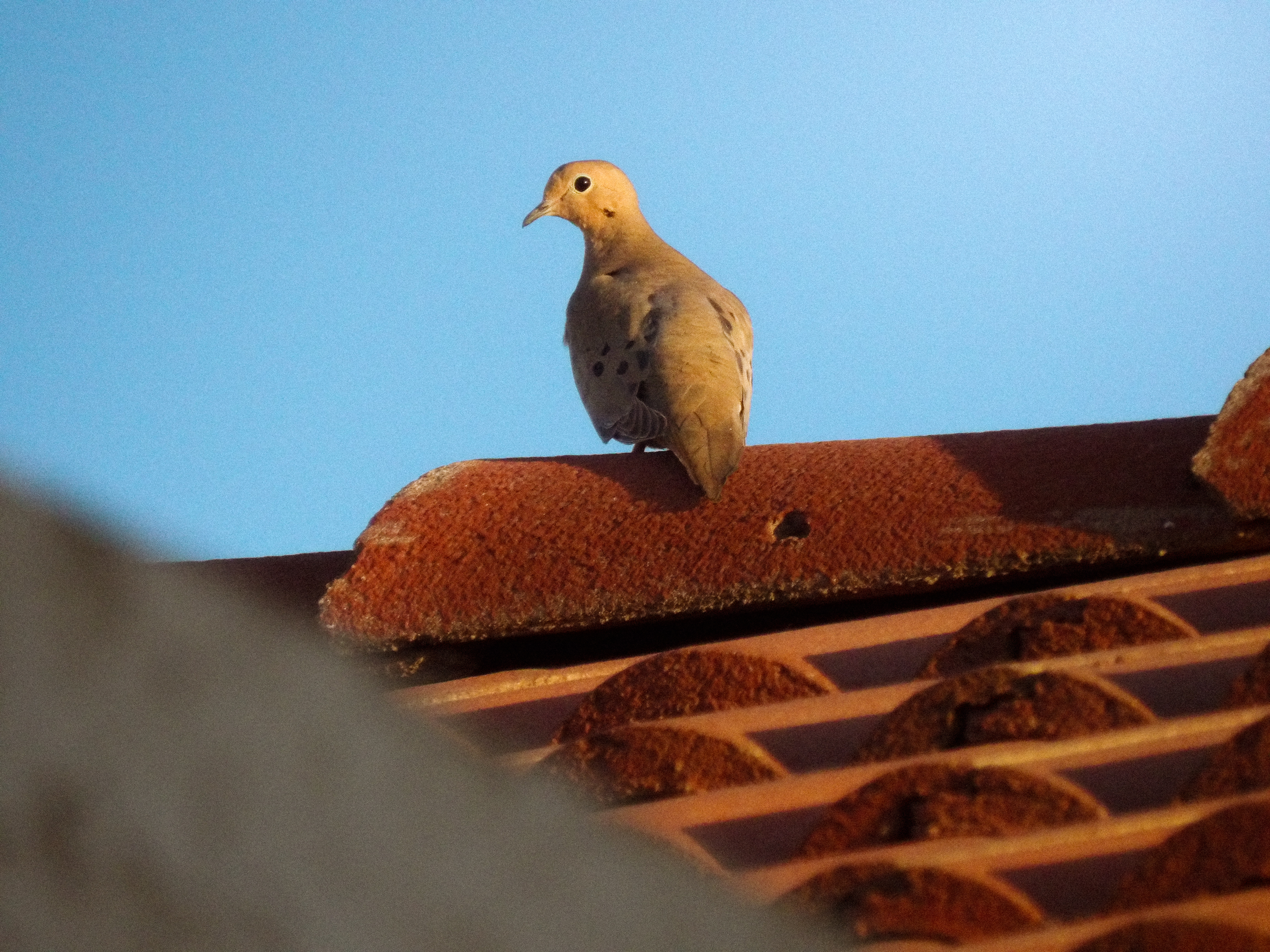 Mourning dove perched on a terracotta roof tile against a clear blue sky