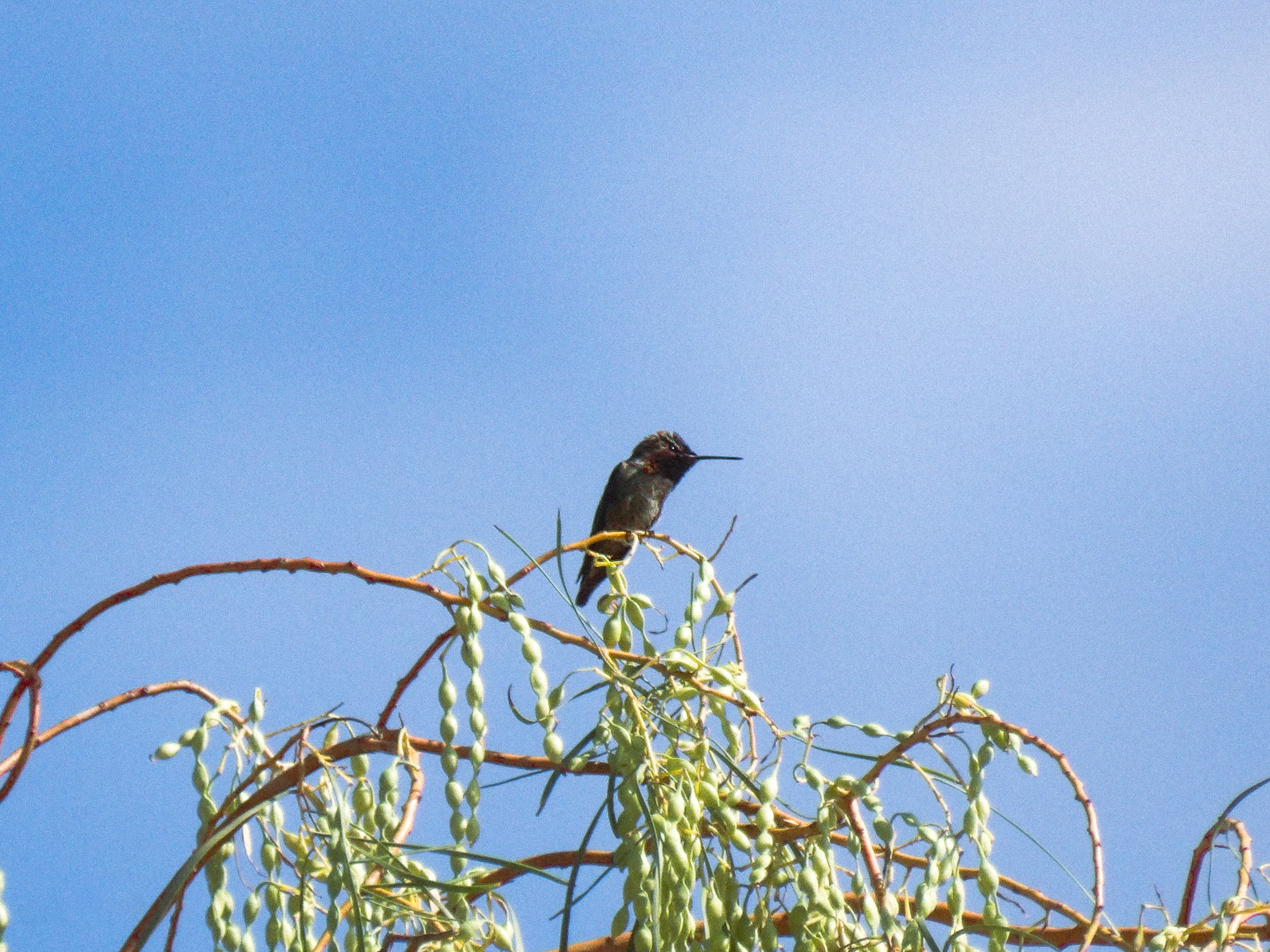 Hummingbird resting on a branch with seed pods against open sky