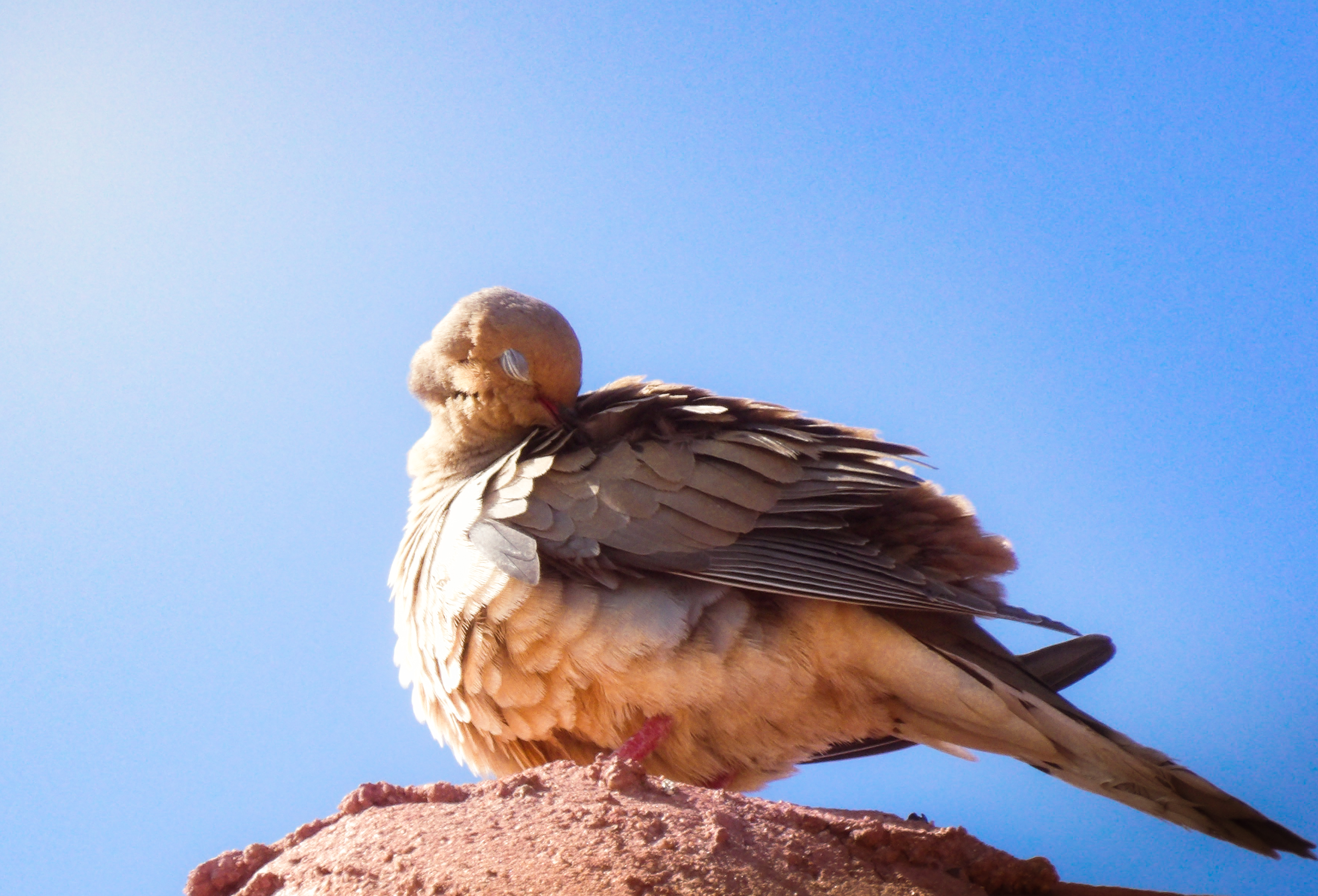 Dove tucked into its feathers on a clay rooftop, preening in warm light