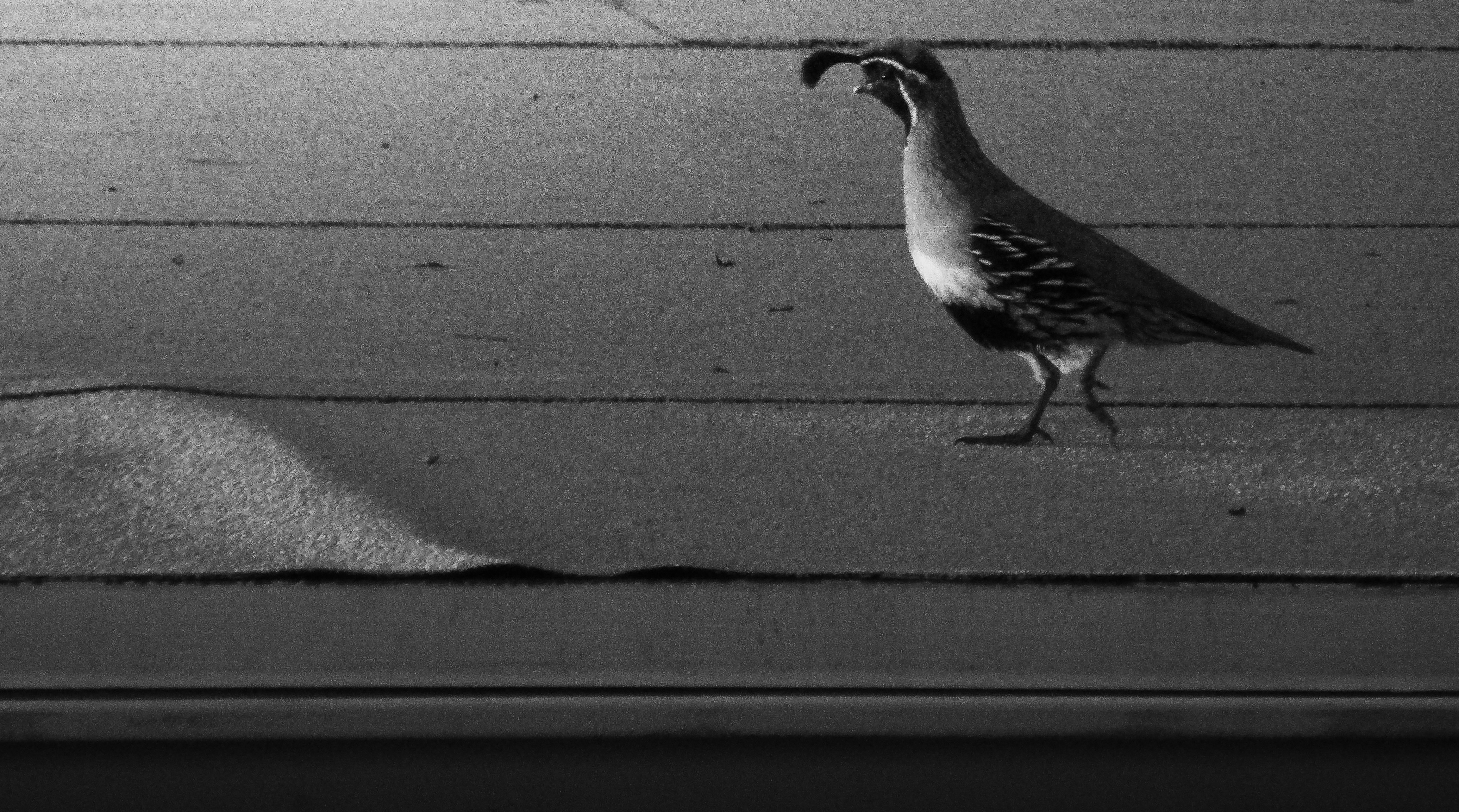Gambel quail walking along a rooftop in black and white
